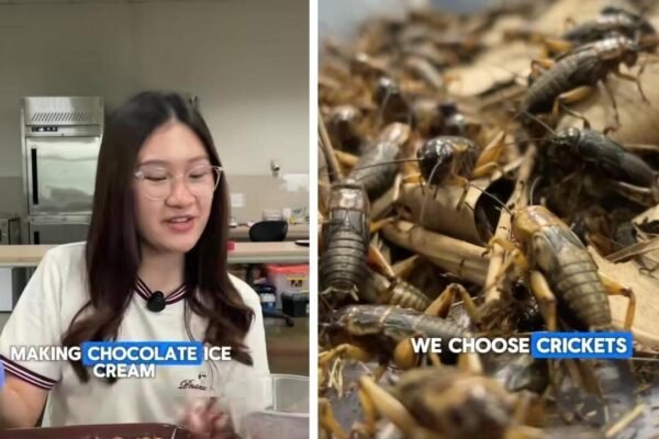Video: Student makes chocolate ice cream using crickets; internet reacts: ‘I'm never eating chocolates again’