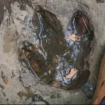 Tourist's casual Facebook post leads to discovery of 120-million-year-old dinosaur footprints in Thailand