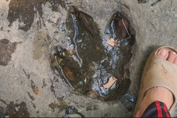 Tourist's casual Facebook post leads to discovery of 120-million-year-old dinosaur footprints in Thailand