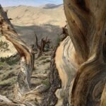 This ancient forest has trees that have survived for thousands of years; where visitors can walk among some of Earth's oldest living organisms and what makes these ecosystems so resilient