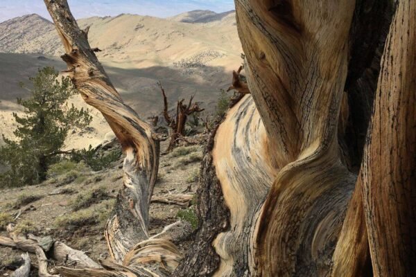 This ancient forest has trees that have survived for thousands of years; where visitors can walk among some of Earth's oldest living organisms and what makes these ecosystems so resilient