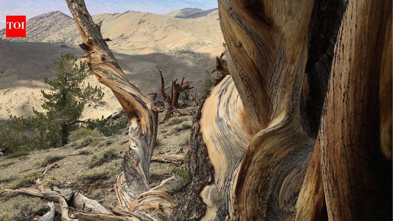 This ancient forest has trees that have survived for thousands of years; where visitors can walk among some of Earth's oldest living organisms and what makes these ecosystems so resilient