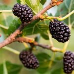 How To Grow Mulberries: How to grow Mulberries in your balcony garden: Easy step-by-step guide for beginners
