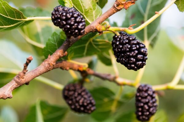 How To Grow Mulberries: How to grow Mulberries in your balcony garden: Easy step-by-step guide for beginners