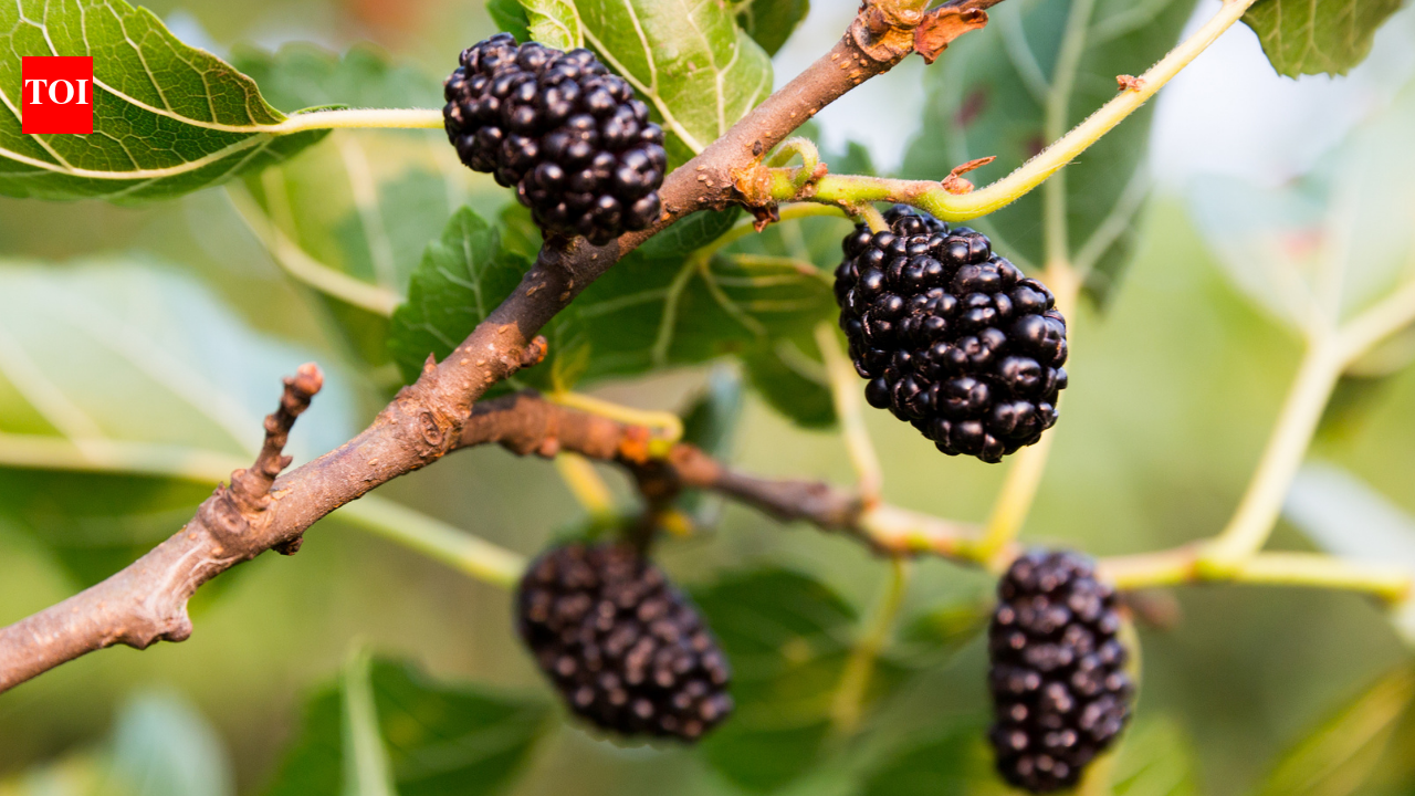 How To Grow Mulberries: How to grow Mulberries in your balcony garden: Easy step-by-step guide for beginners