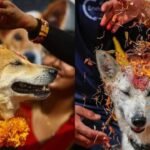 Kukur Tihar: Kukur Tihar in Nepal on November 8, 2026: The beautiful history of a unique festival where dogs are honoured with flower garlands, tika and special treats, celebrating their loyalty