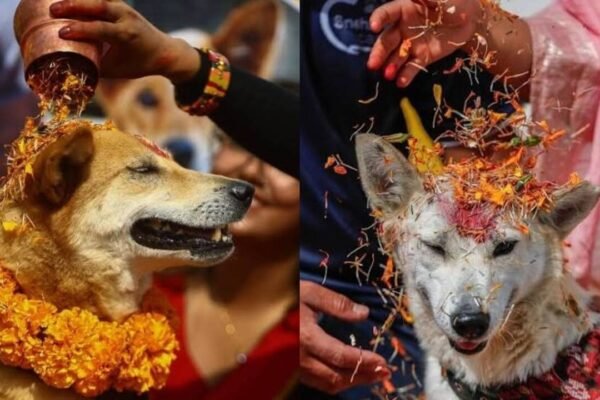 Kukur Tihar: Kukur Tihar in Nepal on November 8, 2026: The beautiful history of a unique festival where dogs are honoured with flower garlands, tika and special treats, celebrating their loyalty