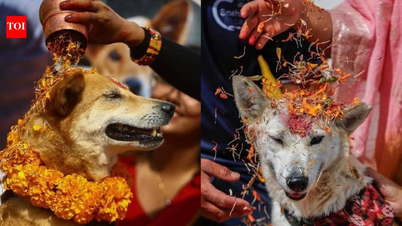 Kukur Tihar: Kukur Tihar in Nepal on November 8, 2026: The beautiful history of a unique festival where dogs are honoured with flower garlands, tika and special treats, celebrating their loyalty