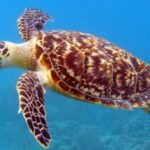 In 2025, teams began clearing invasive rats and feral pigs from Samoa's Nu'utele Island; by October 2026, sea turtles were nesting after decades of absence, ground-doves were breeding and native seedlings had returned