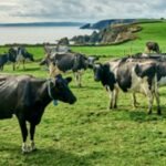 An Irish dairy farmer devoted only 1.5 acres of his 110-acre holding to 1,008 solar panels, kept sheep grazing underneath and secured a 15-year electricity agreement to supply power equivalent to about 150 homes