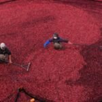 Two Massachusetts cranberry bogs were too unprofitable to farm, until owners installed solar fields 10 feet above the vines; income from solar land leases helped restore berry production without abandoning agriculture