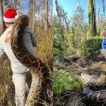 Burmese Python: Florida biologist tracked a 153-pound Burmese python, one of the largest in Everglades using a radio-tagged 'spy' snake: How did the snake help capture one of the largest invasive species?