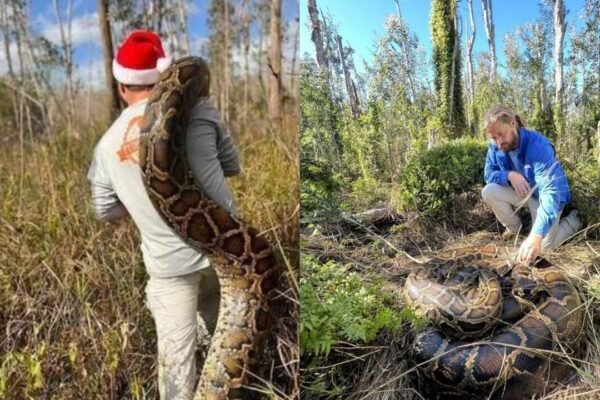 Burmese Python: Florida biologist tracked a 153-pound Burmese python, one of the largest in Everglades using a radio-tagged 'spy' snake: How did the snake help capture one of the largest invasive species?