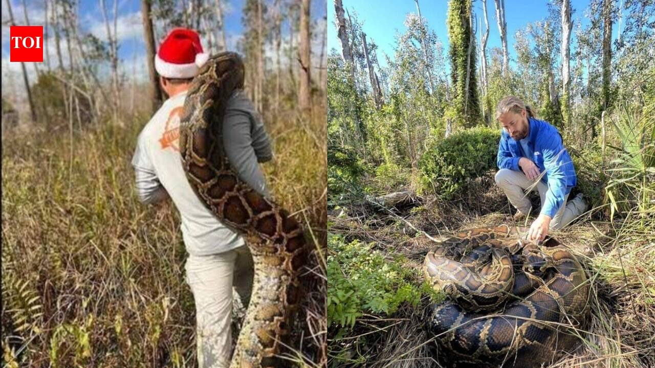 Burmese Python: Florida biologist tracked a 153-pound Burmese python, one of the largest in Everglades using a radio-tagged 'spy' snake: How did the snake help capture one of the largest invasive species?