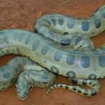 A 100-kg green anaconda can almost vanish in the Amazon; scientists found giant snakes hiding under logs, leaf matter, vegetation, and riverbanks |