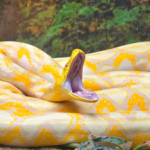 A 16-foot Burmese python weighing 147.9 pounds was released after radio-tagging in Florida; US scientists are now testing drones to track invasive snakes across the Everglades | World News