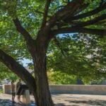 A 1920-era American elm survived a 4,000-pound bomb in Oklahoma City; it was nearly cut down to recover evidence before becoming the Survivor Tree | World News