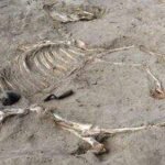 3,000-year-old horse buried inside ancient Egyptian fortress may have been a chariot animal; rare discovery, Ramesses II and Libyan prisoner tablets also found