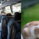 A 67-year-old Maryland school bus driver was removed from her route after allowing a 10-year-old boy to step off and rescue a kitten; a petition seeking her reinstatement have  800 plus signatures