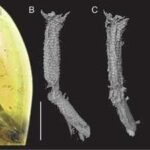 A 99-million-year-old lizard tail found in Myanmar amber offers the first direct fossil evidence of ancient reptiles shedding their tails |