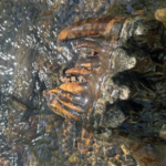 A California geologist spotted a strange object sticking out of a creek; a Google reverse image search suggested it was an Ice Age mastodon tooth at least 10,000 years old
