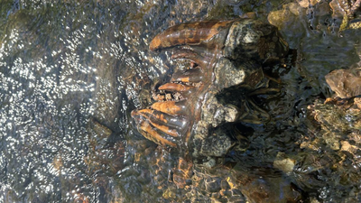 A California geologist spotted a strange object sticking out of a creek; a Google reverse image search suggested it was an Ice Age mastodon tooth at least 10,000 years old