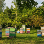 A Canadian conservation club with just four members plans to give nearly 100 forested acres on Thorah Island to a university; the property, valued around C$400,000, is used for isolated honeybee breeding research
