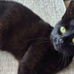A cat vanished after her family's car crashed in 2020; six years later, one tiny microchip brought her home | World News
