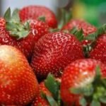 A fabric developed from military clothing research was placed over strawberry plants; field tests produced 3.56 times more fruit |