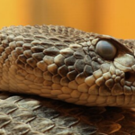 A Florida father and son found an eastern diamondback rattlesnake outside their home; wildlife officers removed it in 30 minutes
