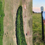 A Louisiana landowner bought 300 acres to raise cattle, but repeated floods changed his plans; he is now restoring wetlands and planting 183 acres of forest to connect wildlife habitats | World News