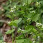 A plant brought to America for food and medicinal use in the 1860s became a woodland invader; garlic mustard spread across 37 US states and six Canadian provinces
