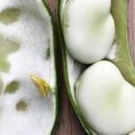 A Somerset family has grown the same broad bean since 1875; 150 years later, the heirloom has entered a national seed collection | World News