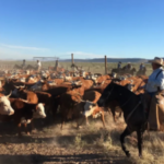 A Texas family spent nearly eight years fighting over the 65,000-acre Brite Ranch, worth at least $60 million; days before trial, the heirs agreed to divide the historic property into four pieces