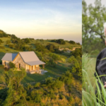 A Texas physician spent 40 years restoring family land; $10M property is now a 2,178-acre wildlife area filled with deer, wild turkeys and black-capped vireos | World News