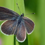 After 40 years of wheat farming, a 330-acre stretch of land in England was turned into a wildlife haven; just two years later, surveys recorded 5,290 butterflies, including rare species never previously seen in the fields