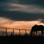 After 65+ years of family ranching, Florida approved a $12.9 million easement to permanently protect 5,610 acres of Hendrie Ranch while cattle, hay and timber operations continue