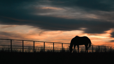 After 65+ years of family ranching, Florida approved a $12.9 million easement to permanently protect 5,610 acres of Hendrie Ranch while cattle, hay and timber operations continue