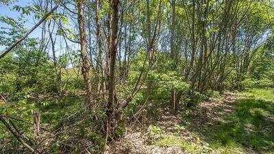 American chestnut returns to Bronx Zoo more than 120 years after blight was first documented; 25 hybrid saplings planted on 265-acre grounds; NYC expands 1,000-tree restoration drive after disease killed nearly 4 billion trees