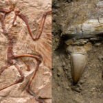 A 150-million-year-old bird fossil has unusually small wings and dinosaur-like teeth; the discovery challenges the idea that the earliest birds were all built primarily for flight