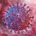 An animal-borne virus called Shamonda, which normally circulates in livestock, has infected and killed a human for the first time on record, raising fresh questions about diseases that jump from animals to people