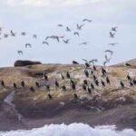 An Australian wildlife conservancy bought 200 hectares on King Island to protect threatened species; one native bird it hopes to save has fewer than 100 individuals remaining |