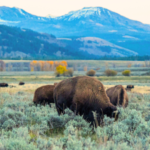 An energy company is giving Yellowstone National Park a record $105 million gift; the money will fund conservation, student trips and a new visitor centre | World News