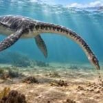 Ancient marine reptiles may have swum to shore to vomit; Jurassic fossils reveal a strange behaviour seen in seals today |