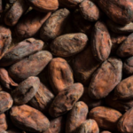 Ancient pottery reveals earliest known traces of chocolate in east of Mississippi; formed a major part of feasts 1,000 years ago