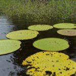 A casual Instagram post, a swim in a hidden Colombian lagoon and a scientific mystery: How one giant waterlily turned out to be a new species unknown to science for millions of years