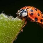 In 1916, the US began releasing Asian lady beetles to control aphids and scale insects; decades later Harmonia axyridis became invasive and was linked to declines of native ladybirds