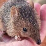 Australia released 80 golden bandicoots into a predator-free sanctuary; 2.5 years later, their population has tripled to about 300 |