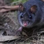 Australia releases nearly 50 critically endangered smoky mice into a predator-free forest where the species had not been seen since the 1990s