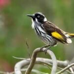 Australia’s critically endangered regent honeyeaters learned their traditional song, which has vanished from the wild, with 42% succeeding through live tutoring in small groups |